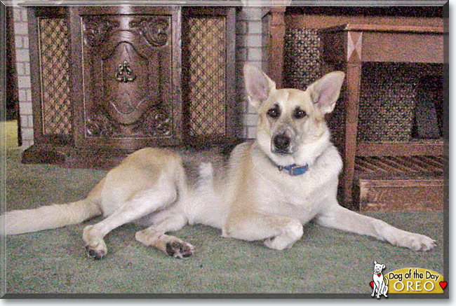 Oreo the German Shepherd mix, the Dog of the Day