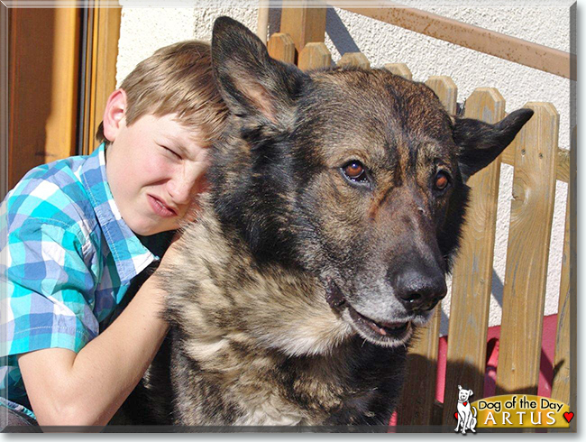 Artus the Dog, the Dog of the Day