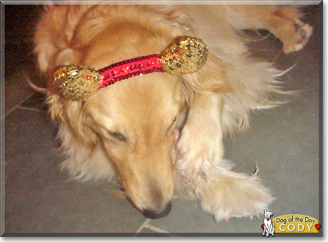 Cody the Golden Retriever, the Dog of the Day
