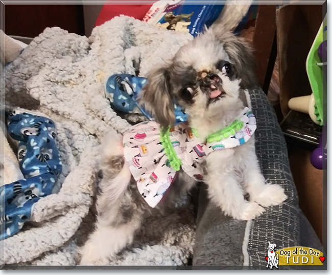 Tudi the Shih Tzu, the Dog of the Day