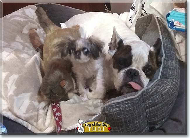 Tudi the Shih Tzu, the Dog of the Day