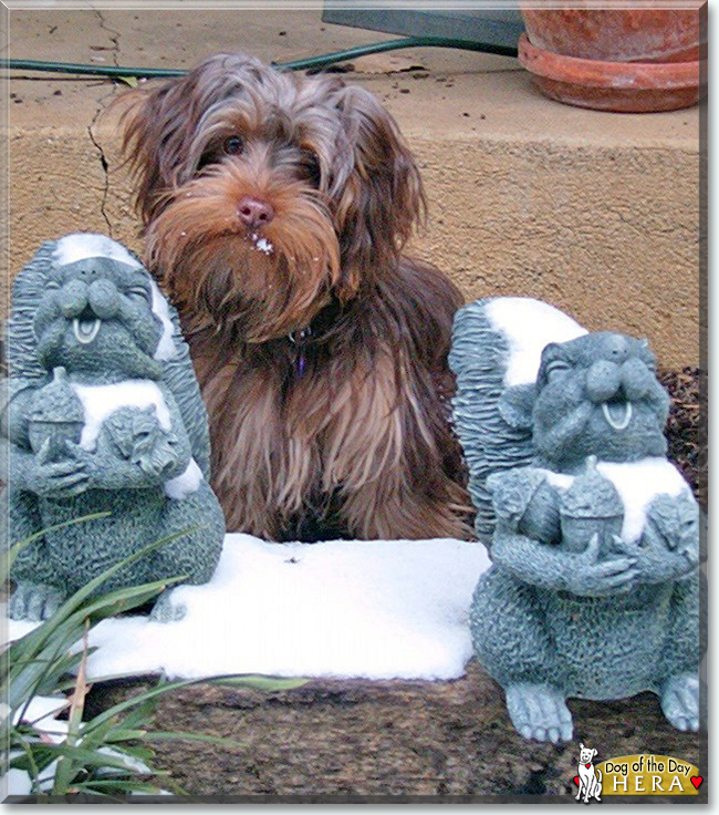Hera the Yorkshire Terrier, the Dog of the Day