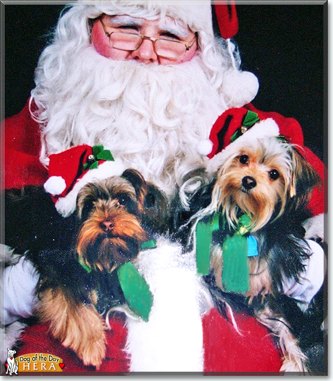 Hera the Yorkshire Terrier, the Dog of the Day