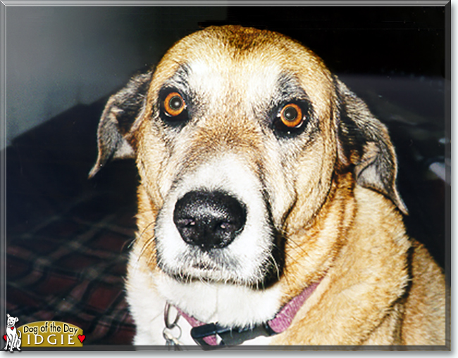 Idgie the Dog, the Dog of the Day