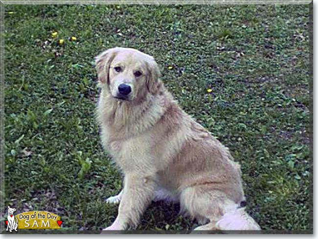 Sam the Golden Retriever, the Dog of the Day