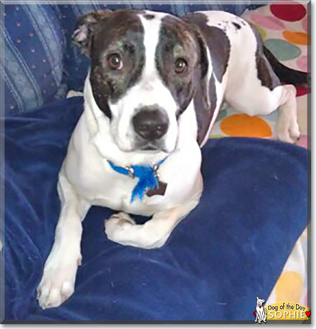 Sophie the Pitbull, German Shorthair Pointer mix, the Dog of the Day