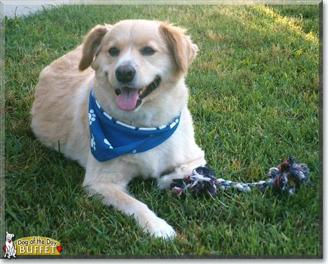 Buffet the Golden Retriever, Border Collie mix, the Dog of the Day