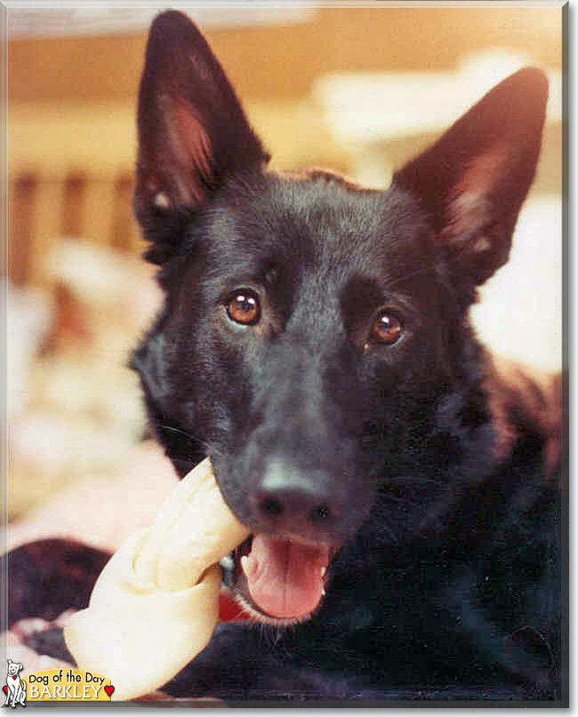 Barkley the German Shepherd, Labrador Retriever mix, the Dog of the Day