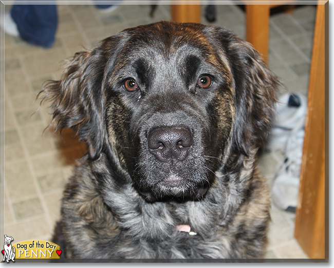 Penelope the Golden Retriever, Saint Bernard mix, the Dog of the Day