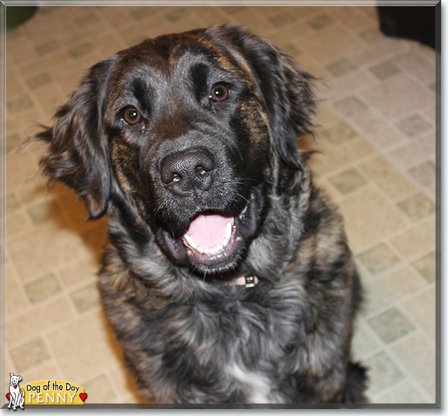 Penelope the Golden Retriever, Saint Bernard mix, the Dog of the Day