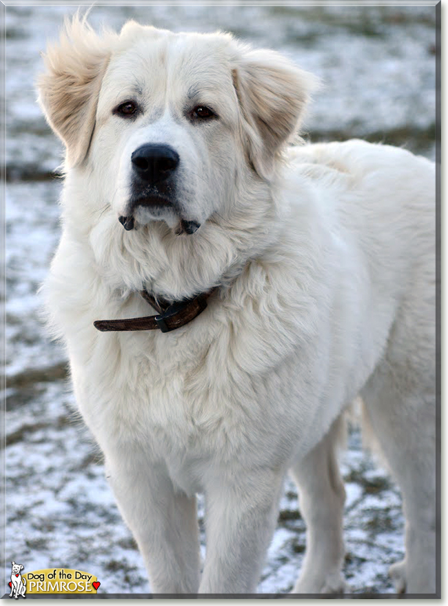 Primrose the Great Pyrenees, the Dog of the Day