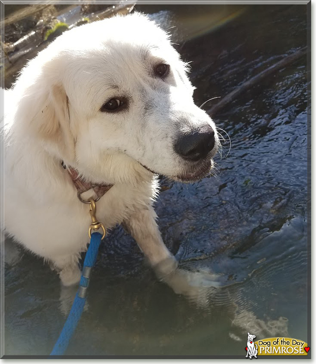 Primrose the Great Pyrenees, the Dog of the Day