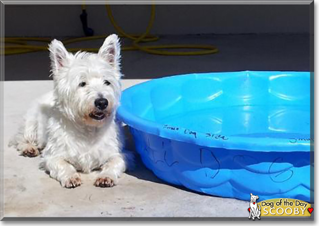 Scooby and Daisy the West Highland Terriers, the Dog of the Day