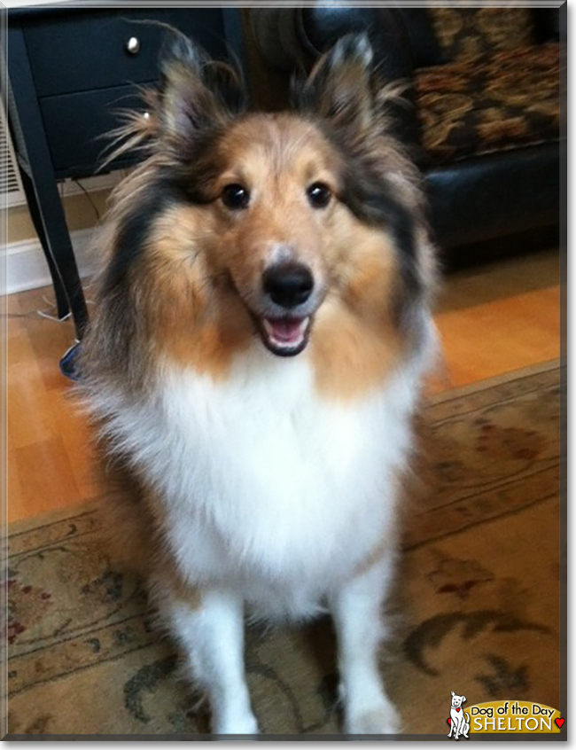 Shelton the Shetland Sheepdog, the Dog of the Day