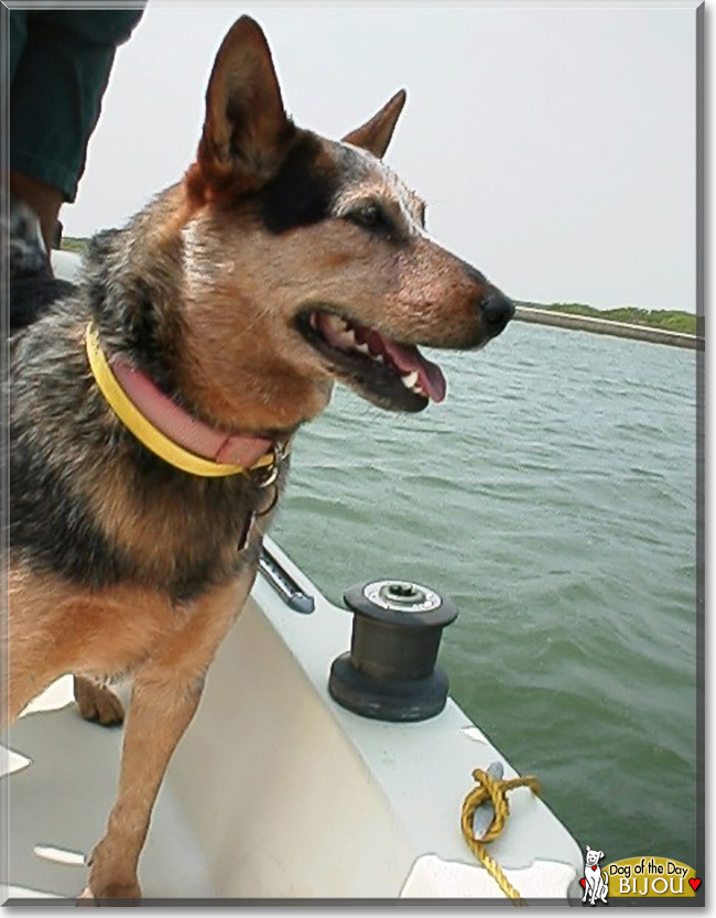 Bijou the Australian Cattle Dog, the Dog of the Day
