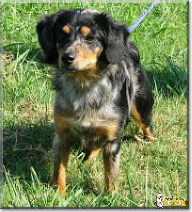 Diva the Australian Shepherd, Dachshund mix, the Dog of the Day