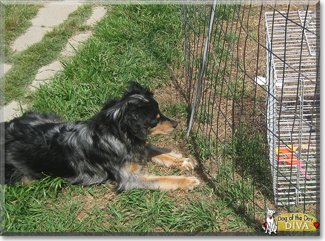 Diva the Australian Shepherd, Dachshund, the Dog of the Day