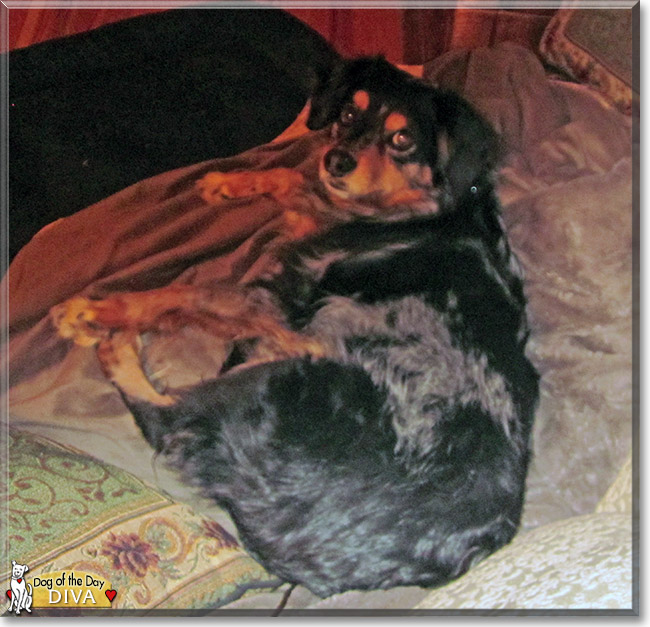 Diva the Australian Shepherd, Dachshund, the Dog of the Day