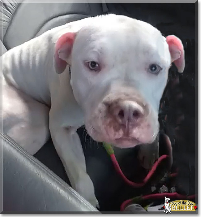 Bullet the Pitbull Terrier, the Dog of the Day