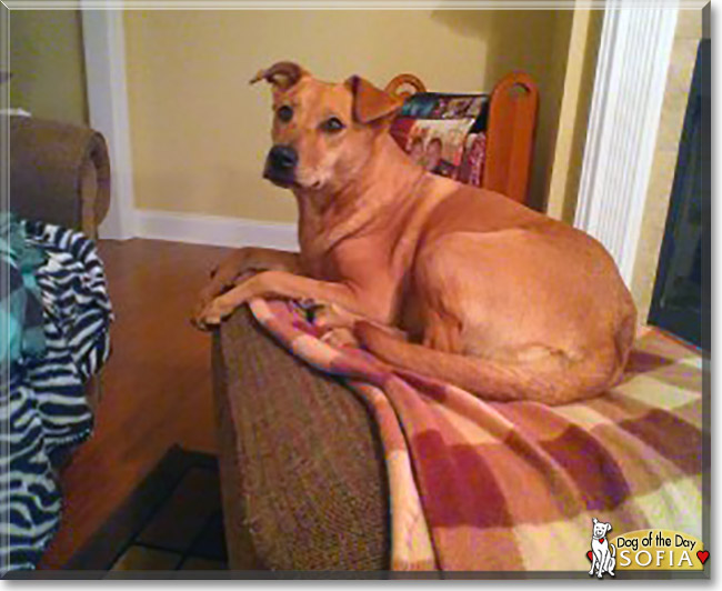 Sofia the Labrador Retriever, Chow Chow mix, the Dog of the Day