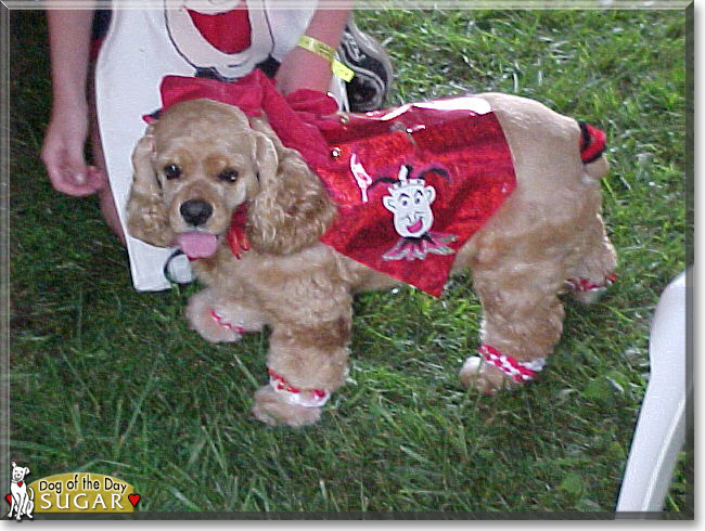 Sugar the American Cocker Spaniel, the Dogs of the Day