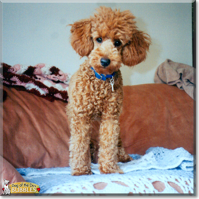 Bubbles the Miniature Poodle, the Dog of the Day