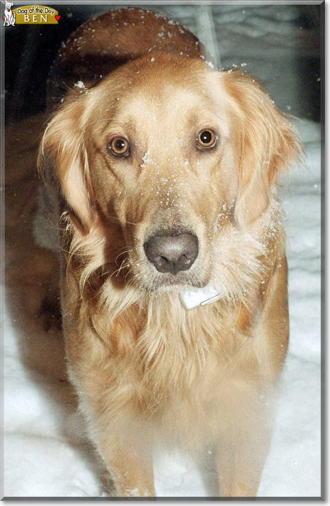 Ben the Golden Retriever, the Dog of the Day