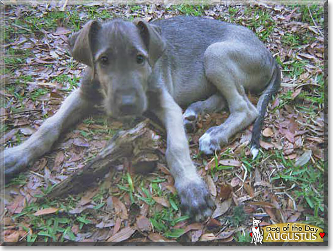 Augustus the Irish Wolfhound, the Dog of the Day