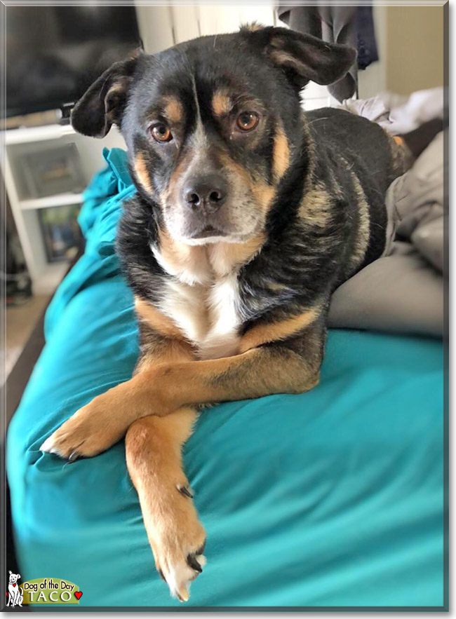 Taco the Norwegian Elkhound mix, the Dog of the Day