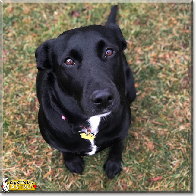 Astro the Border Collie, Labrador Retriever mix, the Dog of the Day