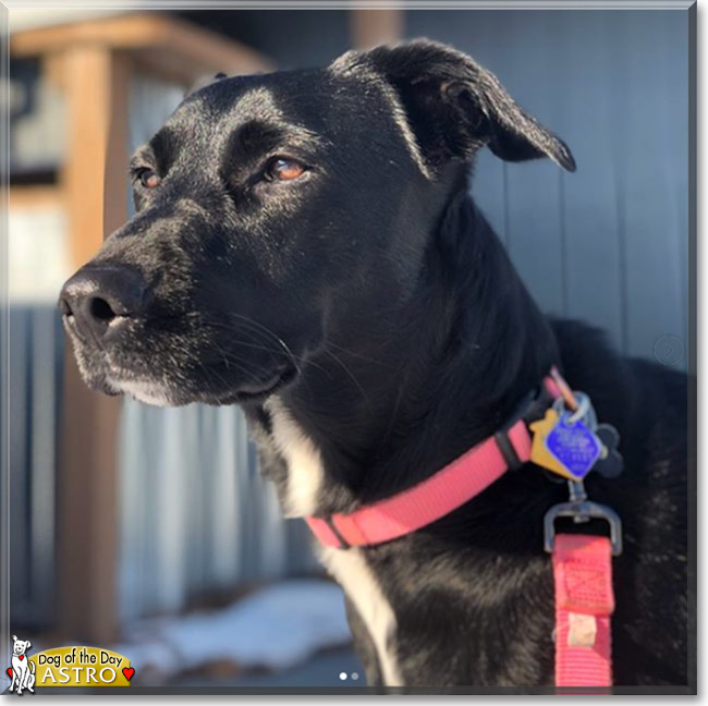 Astro the Border Collie, Labrador Retriever mix, the Dog of the Day