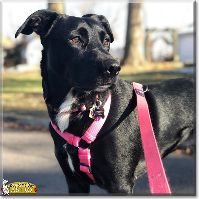 Astro the Border Collie, Labrador Retriever mix, the Dog of the Day