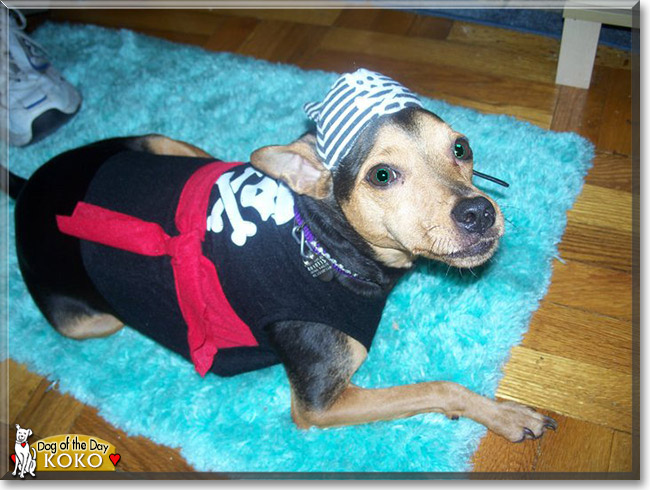 Koko the Manchester Terrier, the Dog of the Day