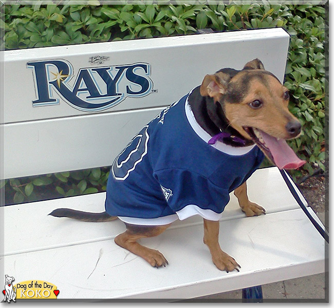 Koko the Manchester Terrier, the Dog of the Day