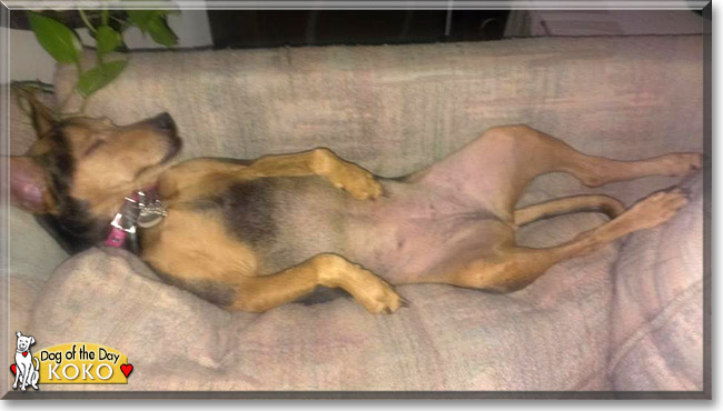 Koko the Manchester Terrier, the Dog of the Day