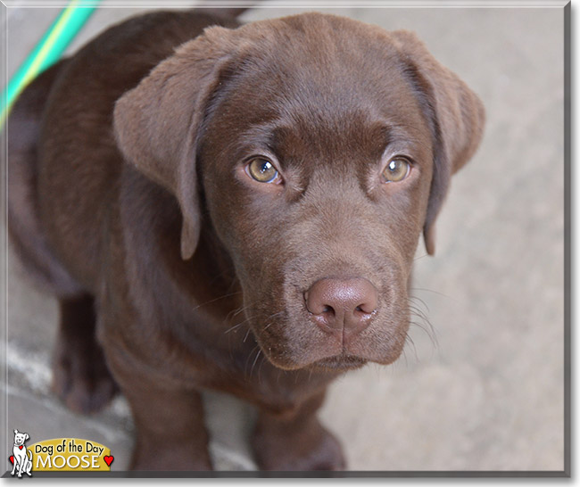 Moose the Labrador Retriever, the Dog of the Day