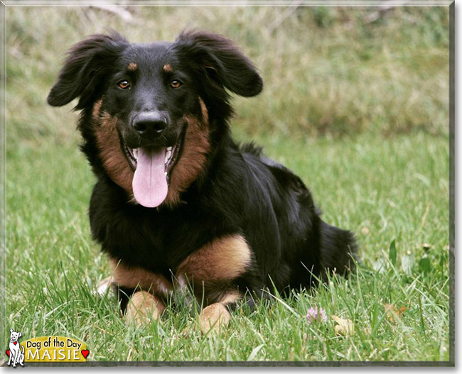 Maisie the Hovawart, the Dog of the Day