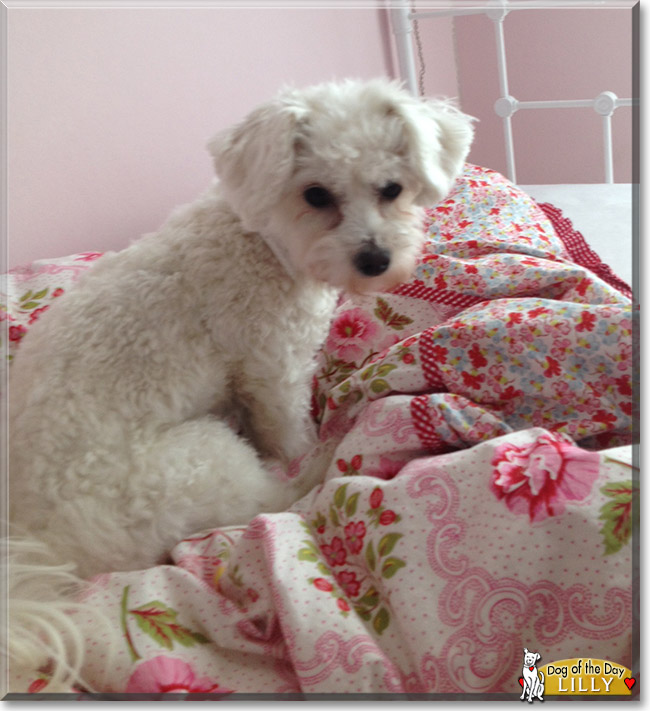 Lilly the Maltese mix, the Dog of the Day