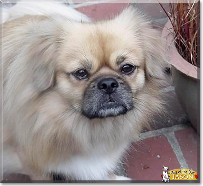 Jason the Tibetan Spaniel, the Dog of the Day