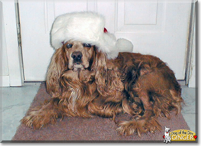Ginger the Cocker Spaniel, the Dog of the Day