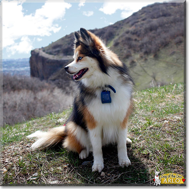 Arlo the Husky, Pomeranian mix, the Dogs of the Day