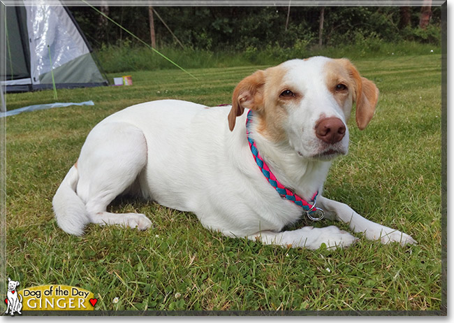 Ginger the German mix Dog, the Dog of the Day