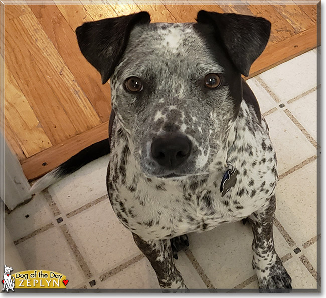 Zeplyn the Cattle Dog, Pitbull Mix, the Dog of the Day