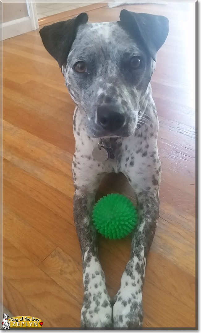 Zeplyn the Cattle Dog, Pitbull Mix, the Dog of the Day