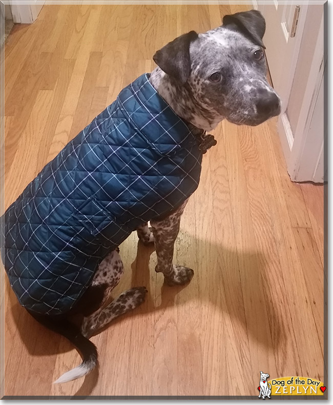 Zeplyn the Cattle Dog, Pitbull Mix, the Dog of the Day