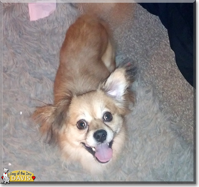 Davis the Chihuahua, Jack Russell Terrier mix, the Dog of the Day