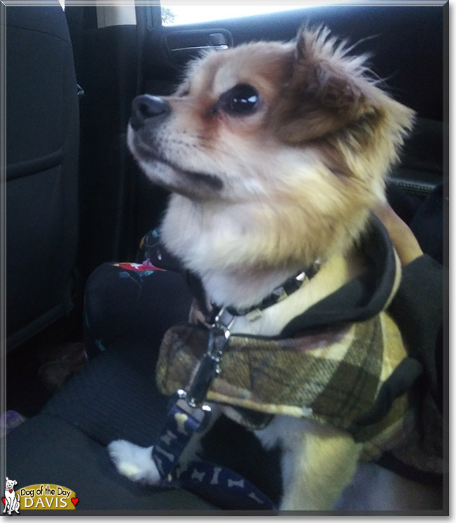 Davis the Chihuahua, Jack Russell Terrier mix, the Dog of the Day