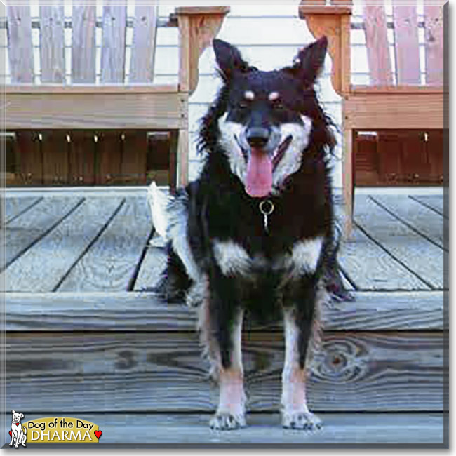 Dharma the Australian Shepherd, Shetland Sheepdog mix, the Dog of the Day