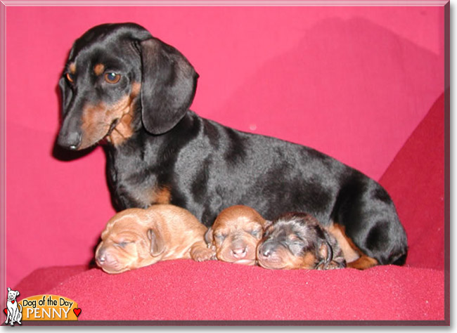 Penny the Miniature Dachshund, the Dog of the Day