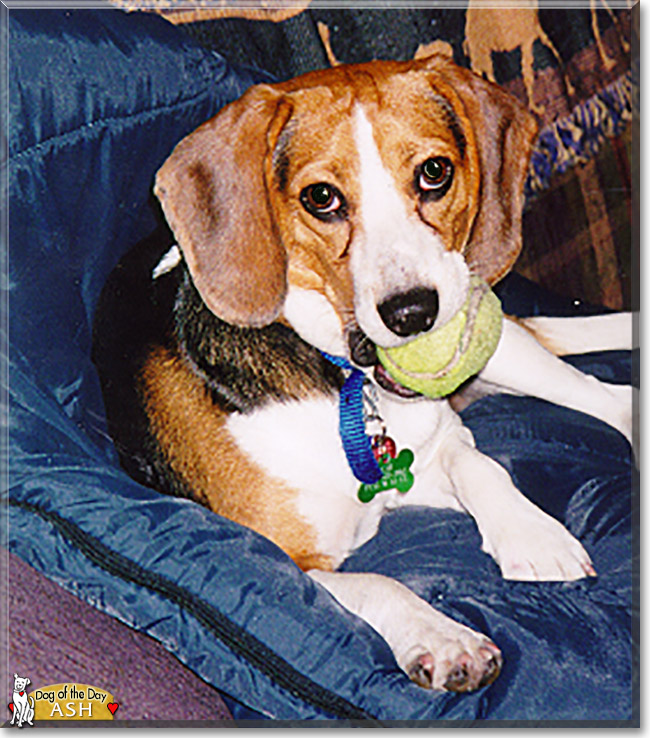Ash the Beagle, the Dog of the Day